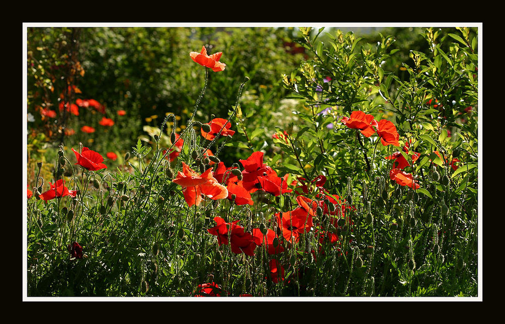 Mohn