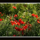 Mohn