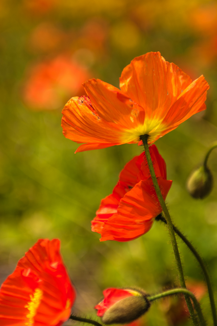 Mohn