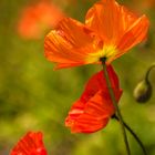 Mohn