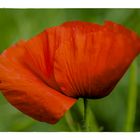 Mohn