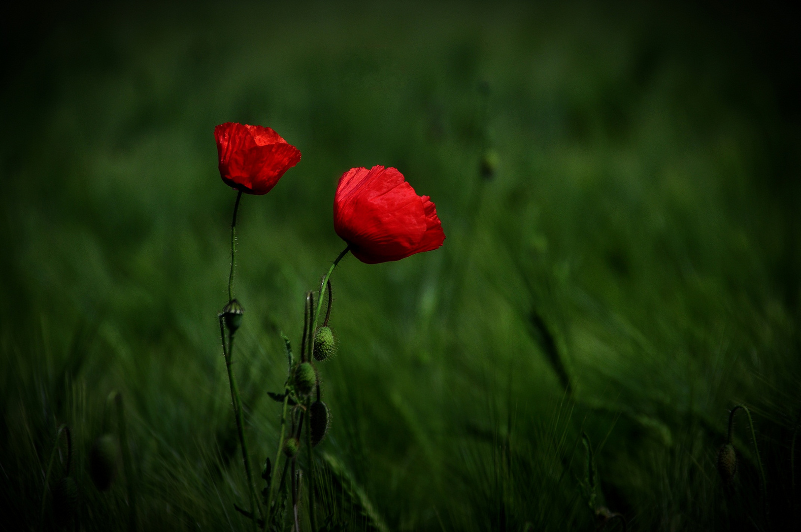 Mohn