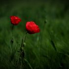 Mohn