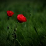 Mohn