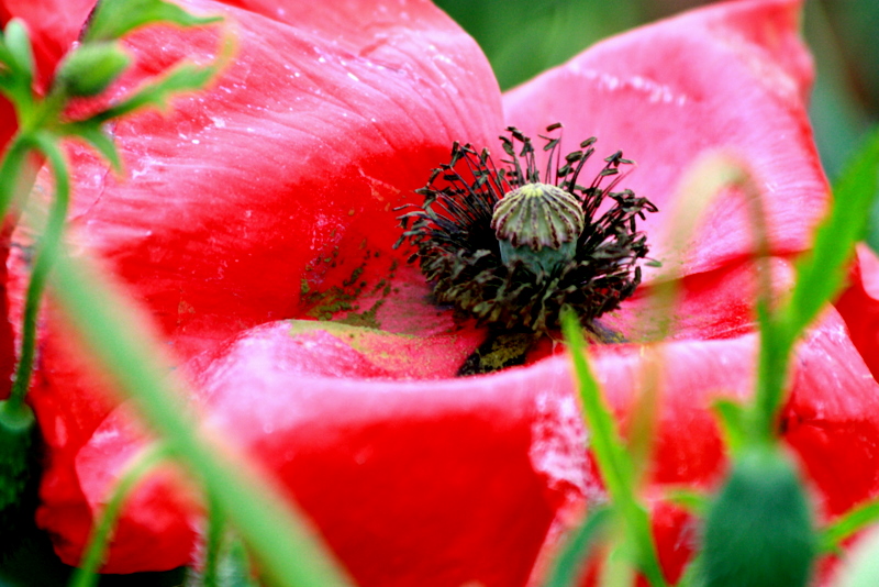 Mohn