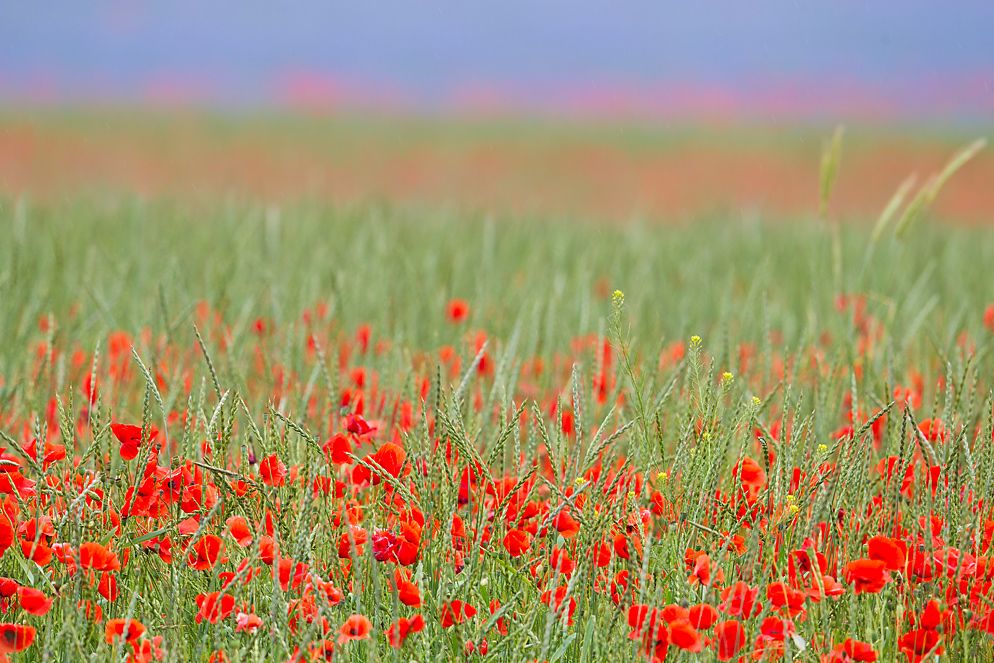 Mohn