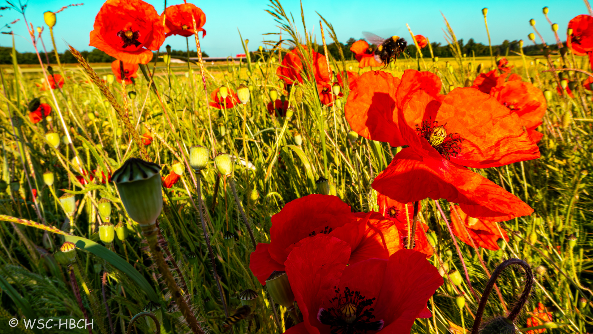 Mohn