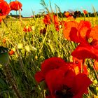 Mohn