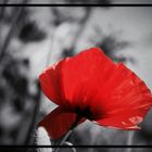 Mohn