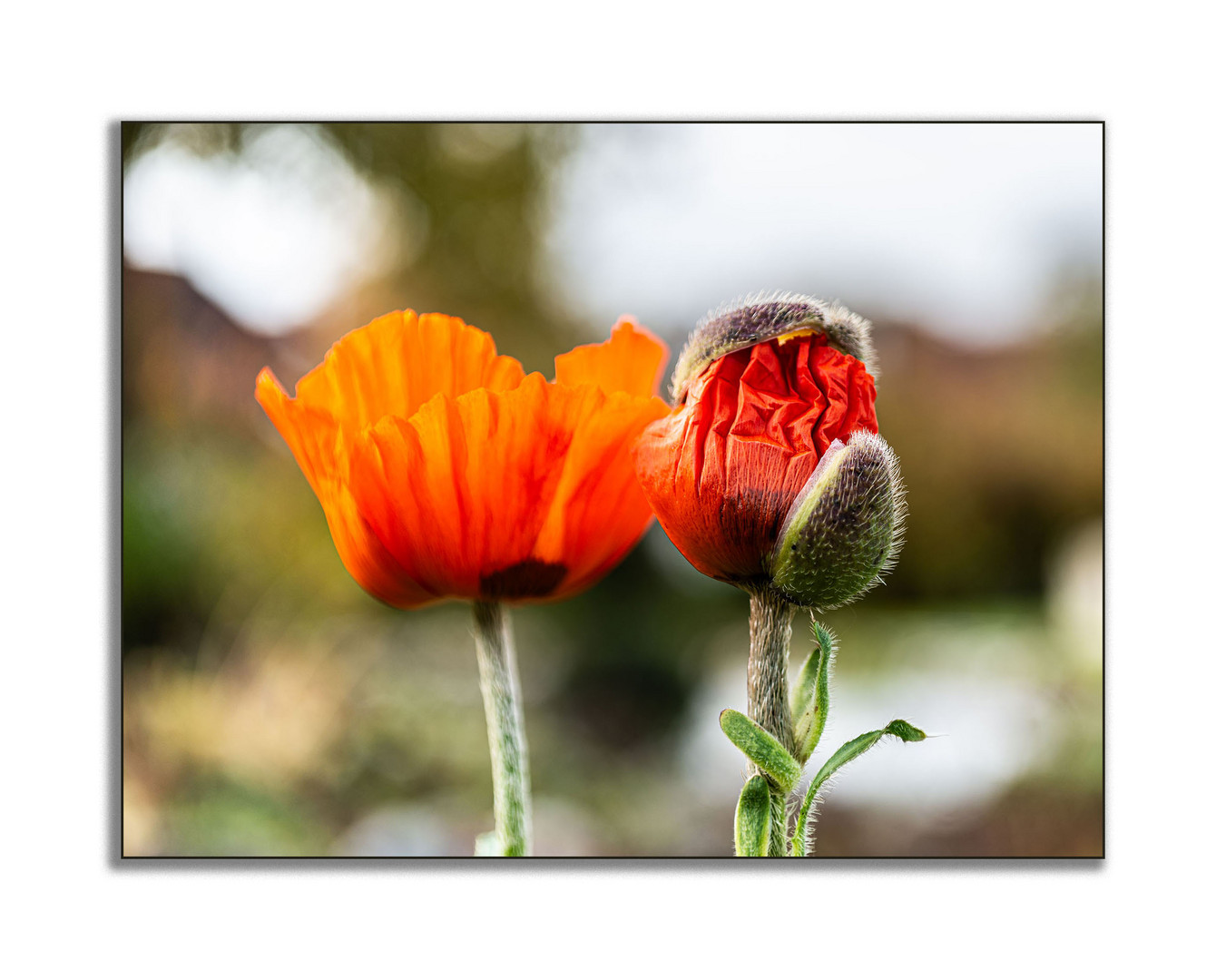 Mohn