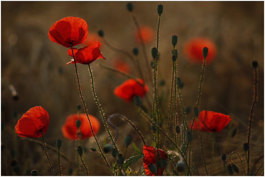 Mohn