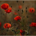 Mohn