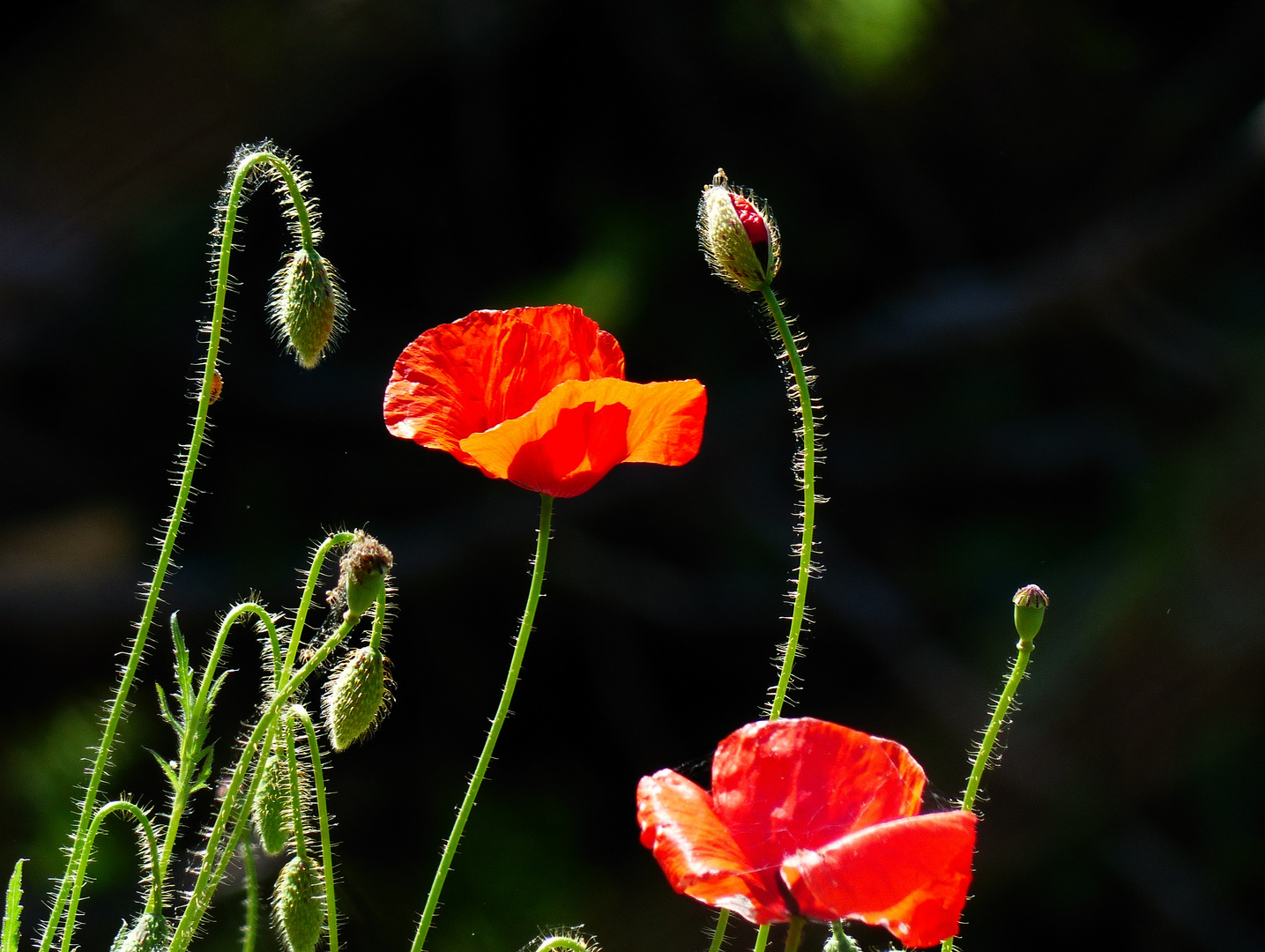 Mohn