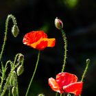 Mohn