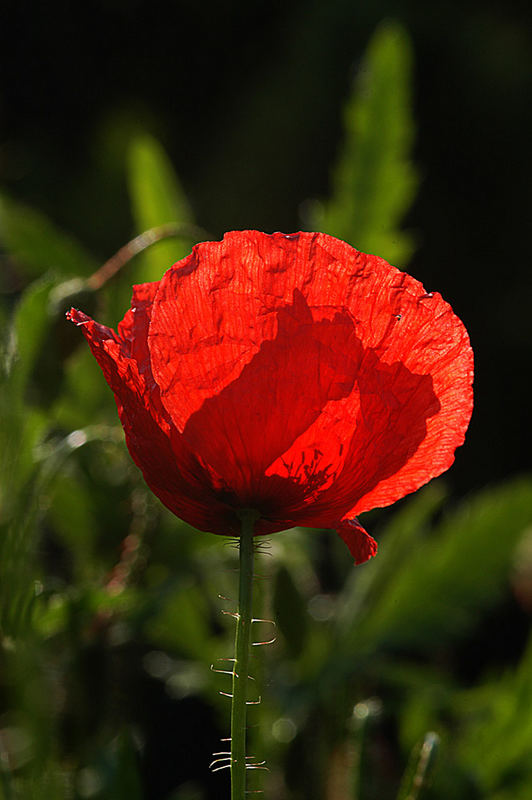 Mohn