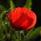 Mohn