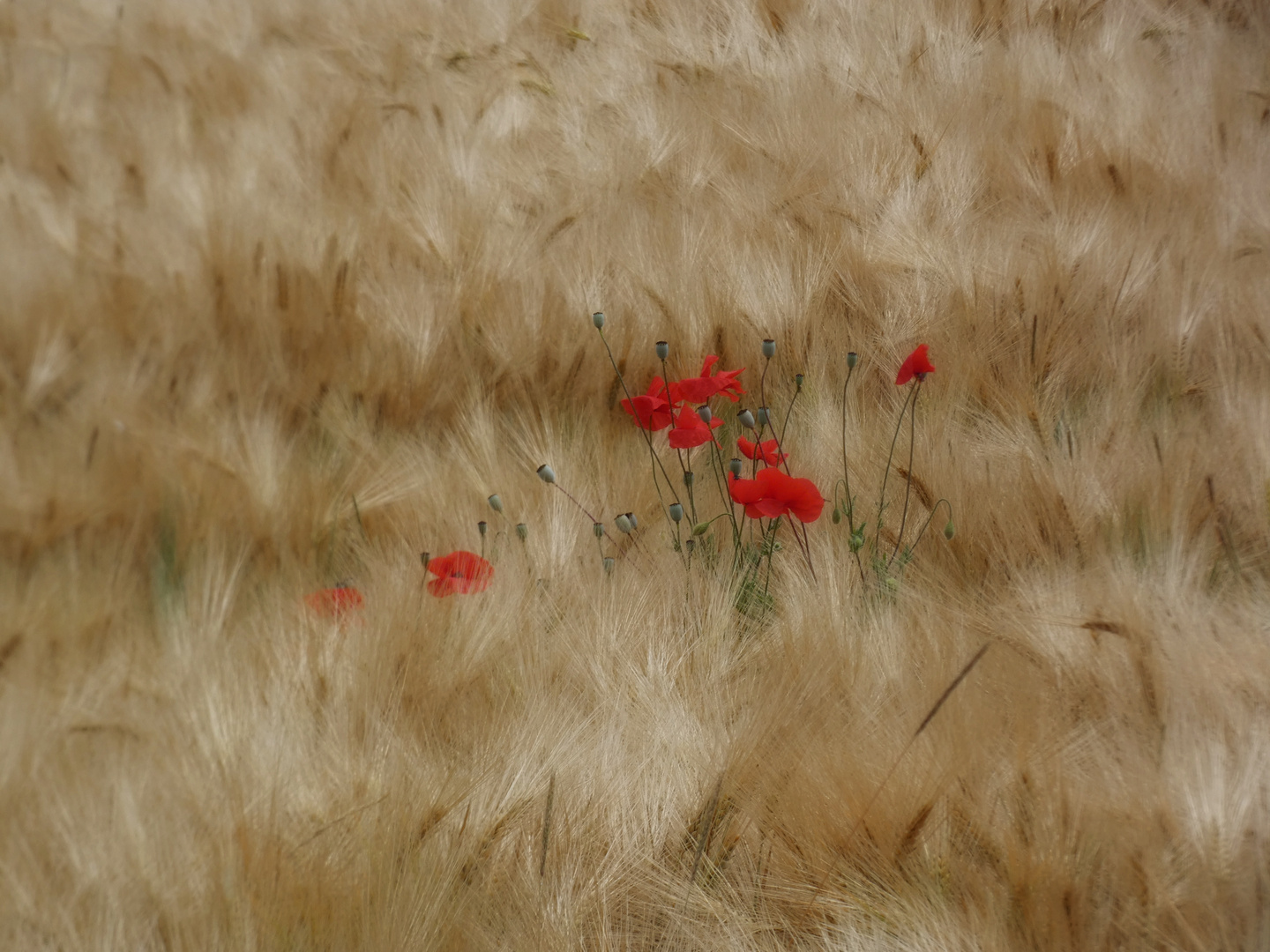 Mohn 