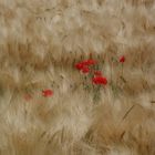 Mohn 