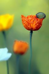 Mohn