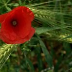 Mohn