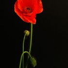 Mohn