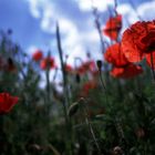 Mohn