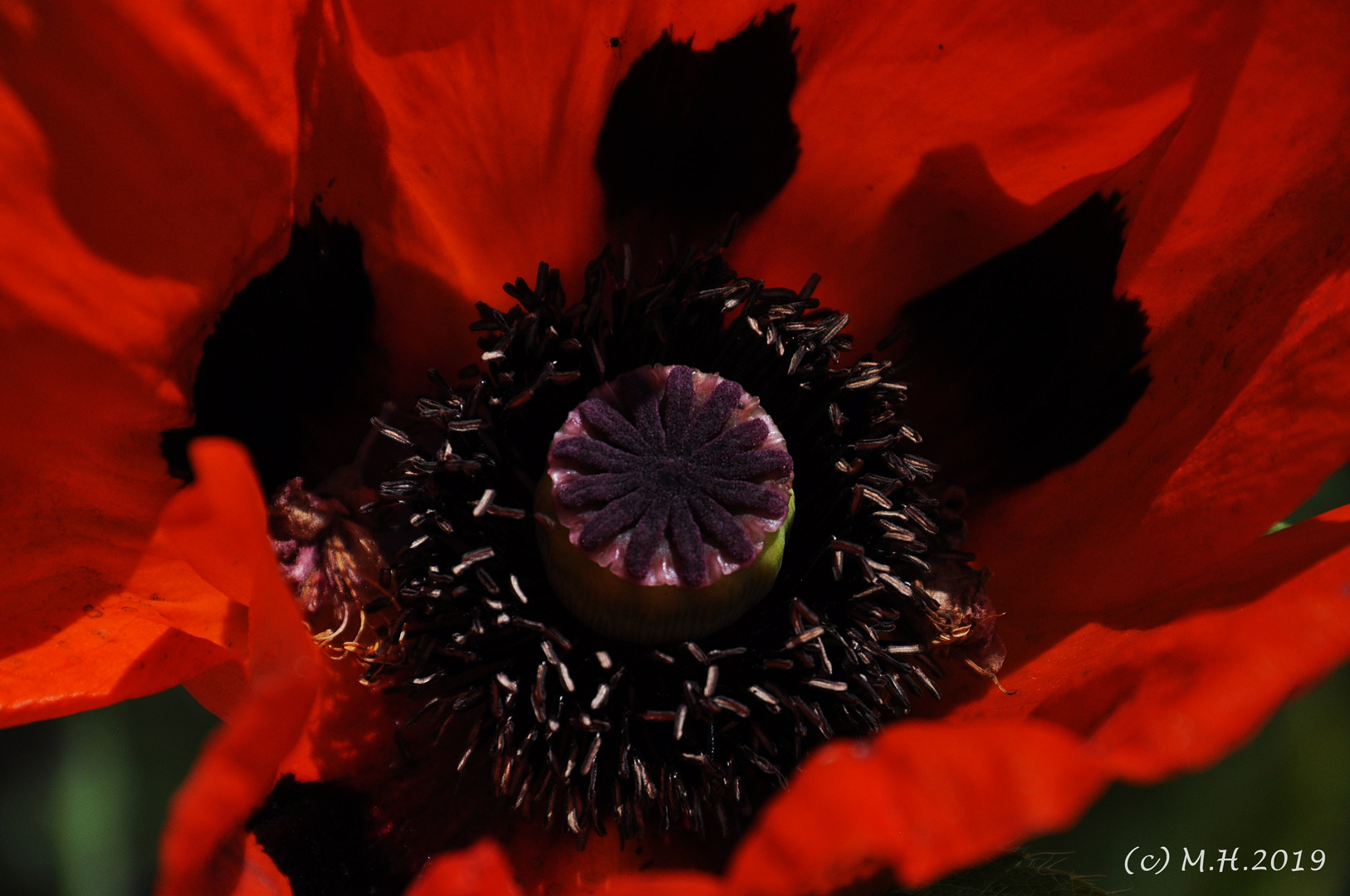 Mohn.....