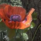 Mohn