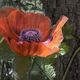 Mohn