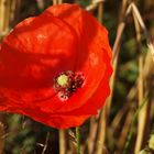 Mohn