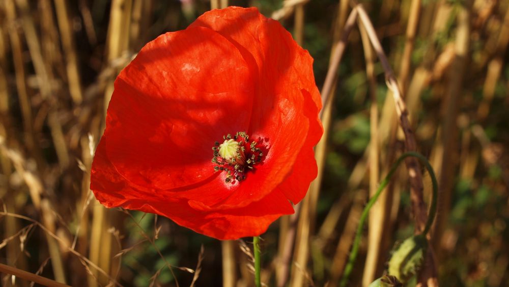 Mohn