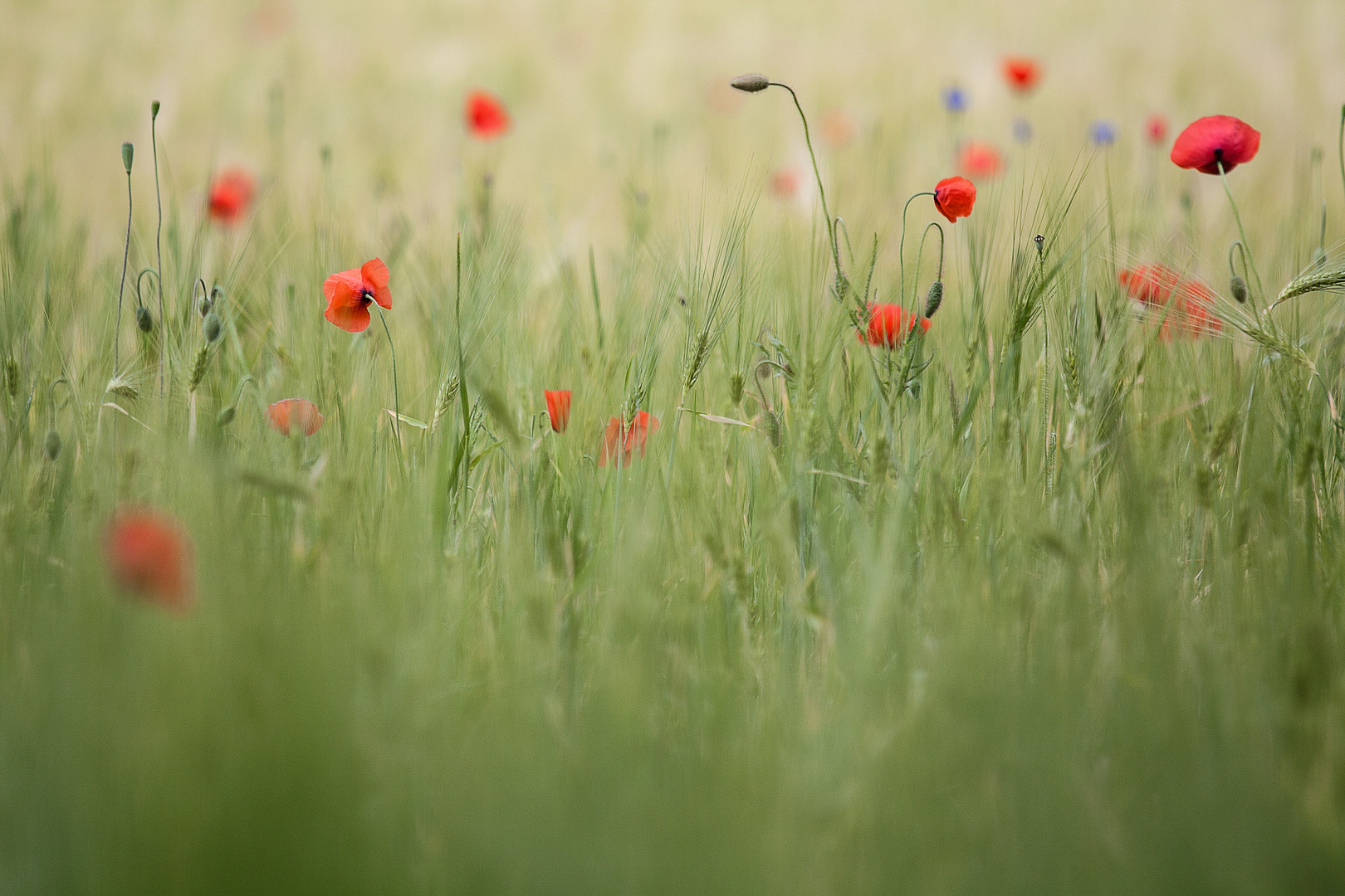 Mohn