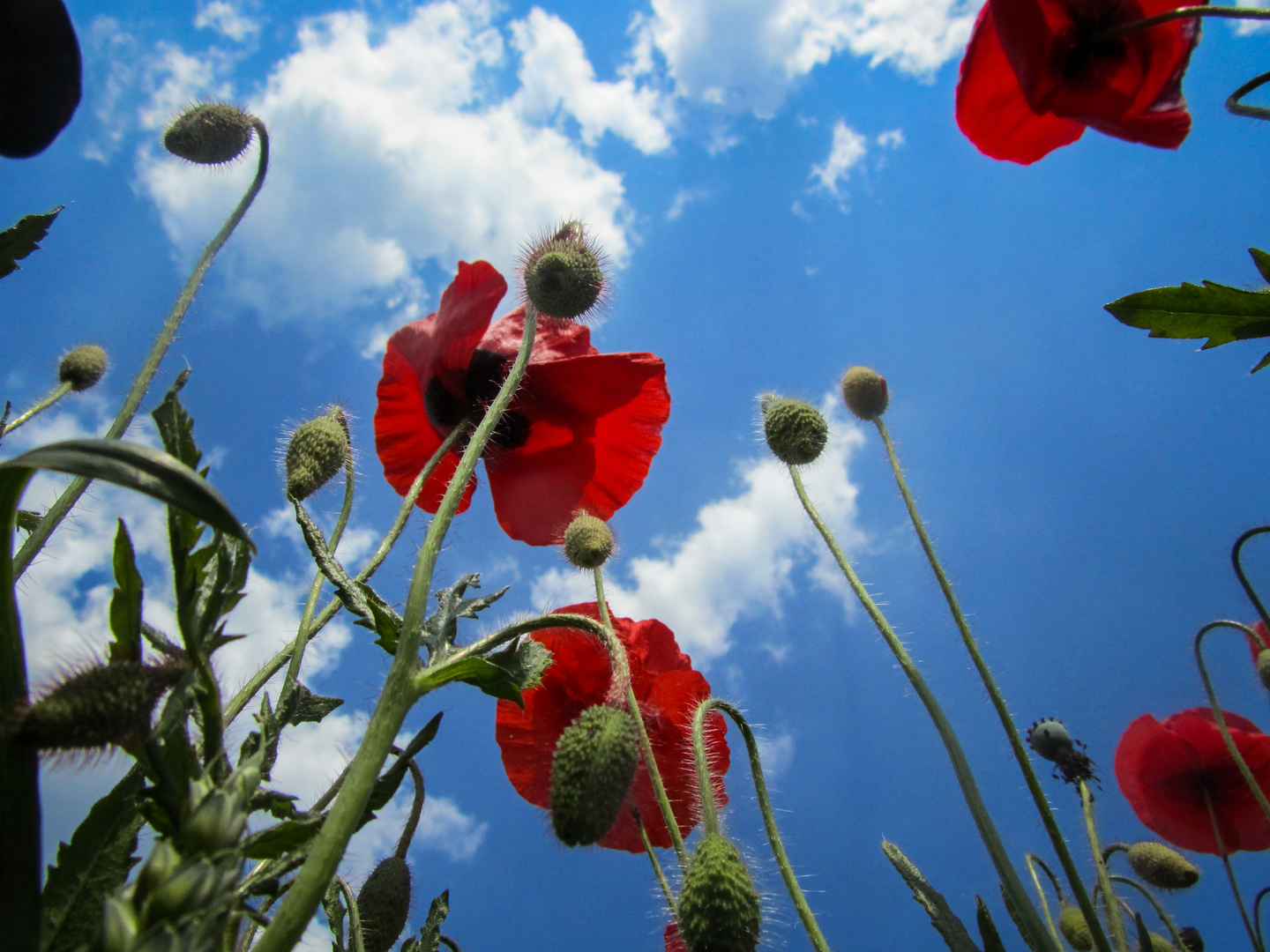 Mohn