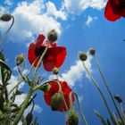 Mohn