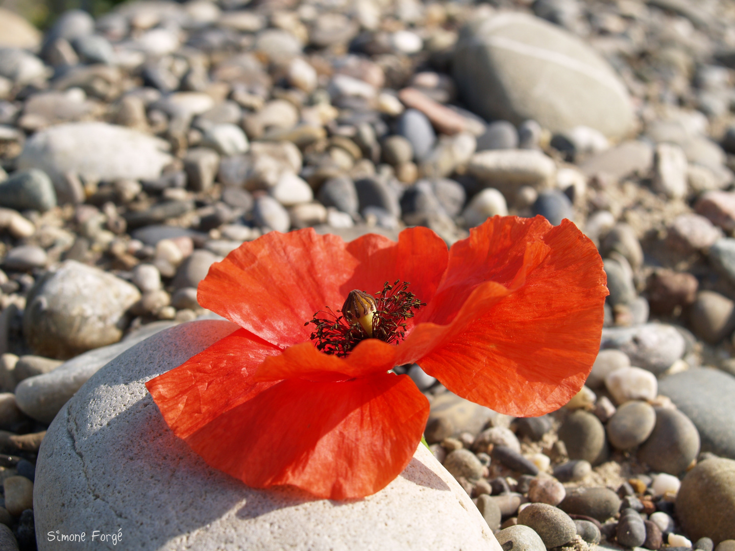 Mohn