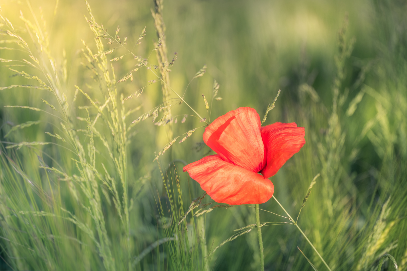 Mohn