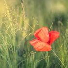 Mohn