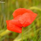 Mohn