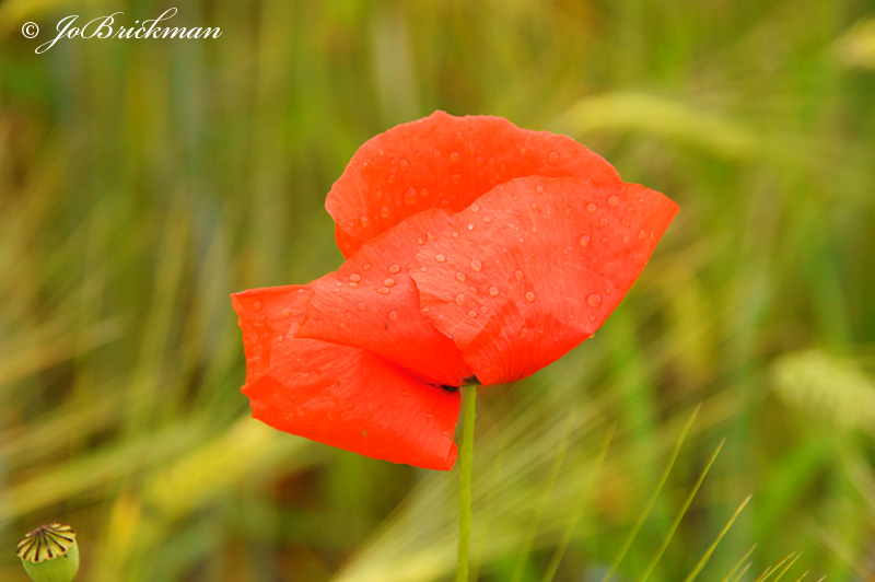 Mohn