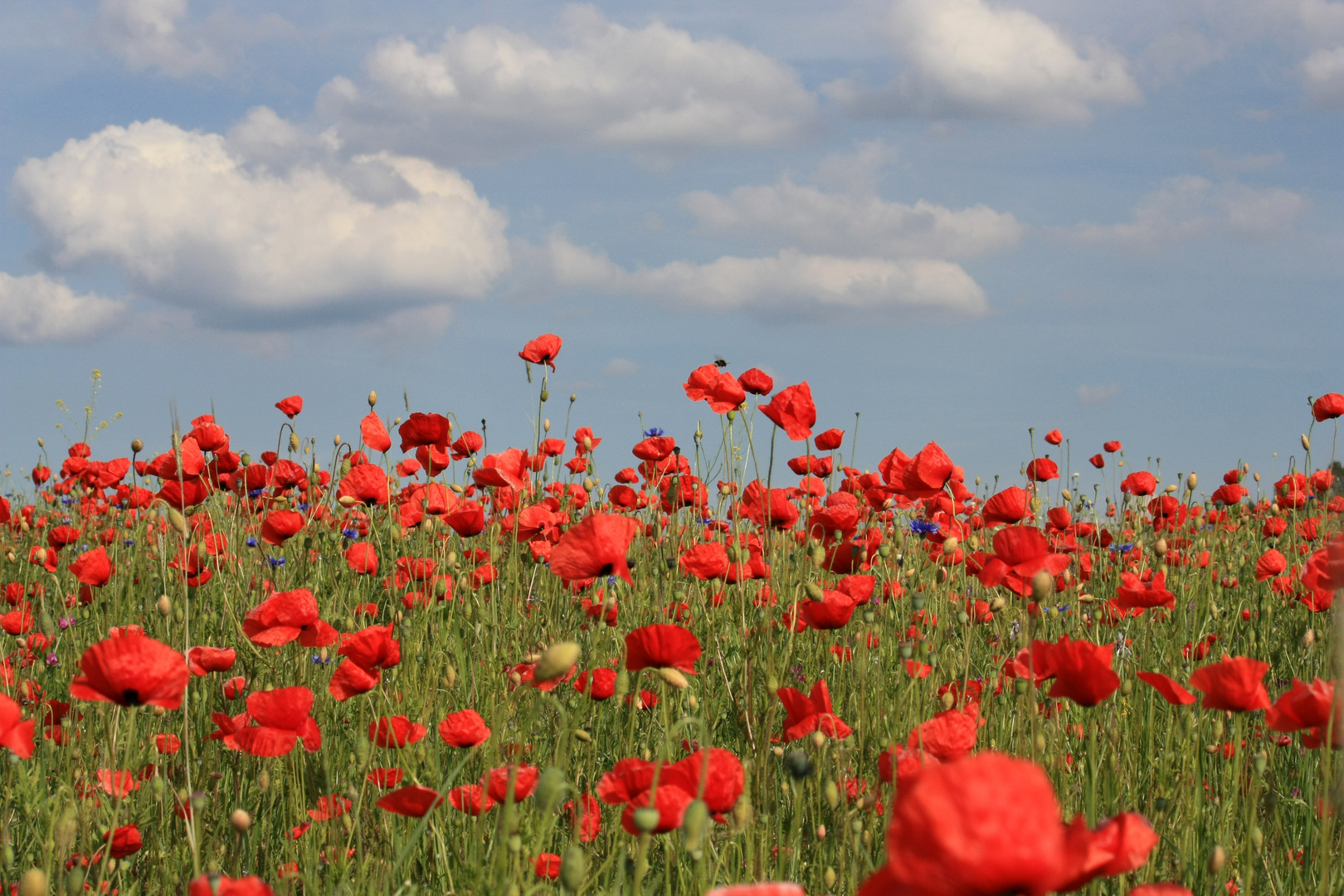 Mohn