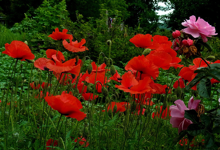 Mohn