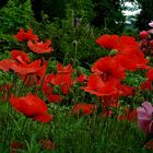 Mohn