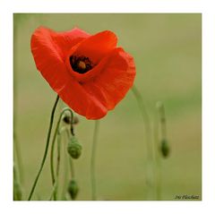 =Mohn=