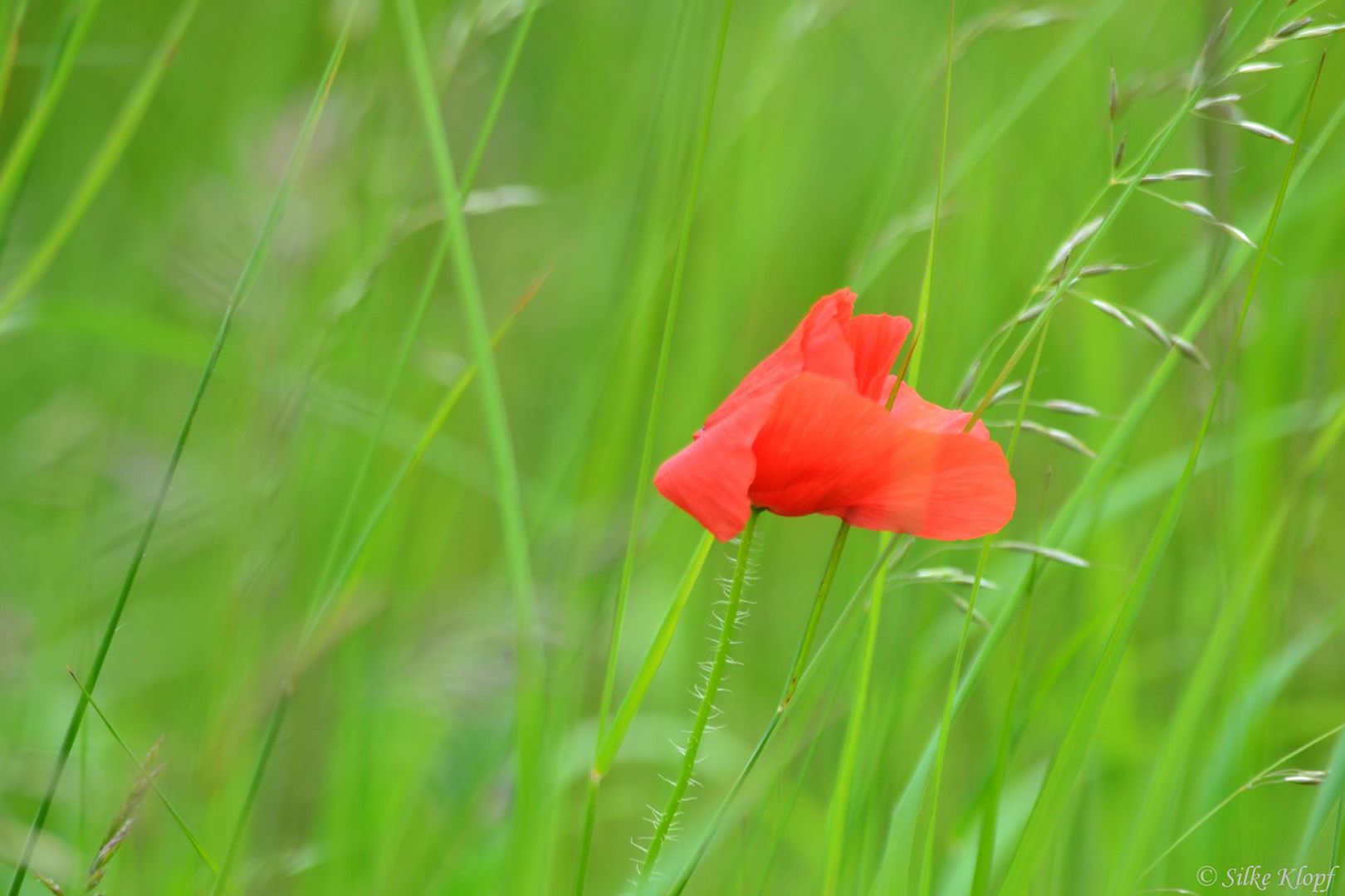 Mohn