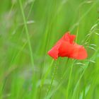 Mohn