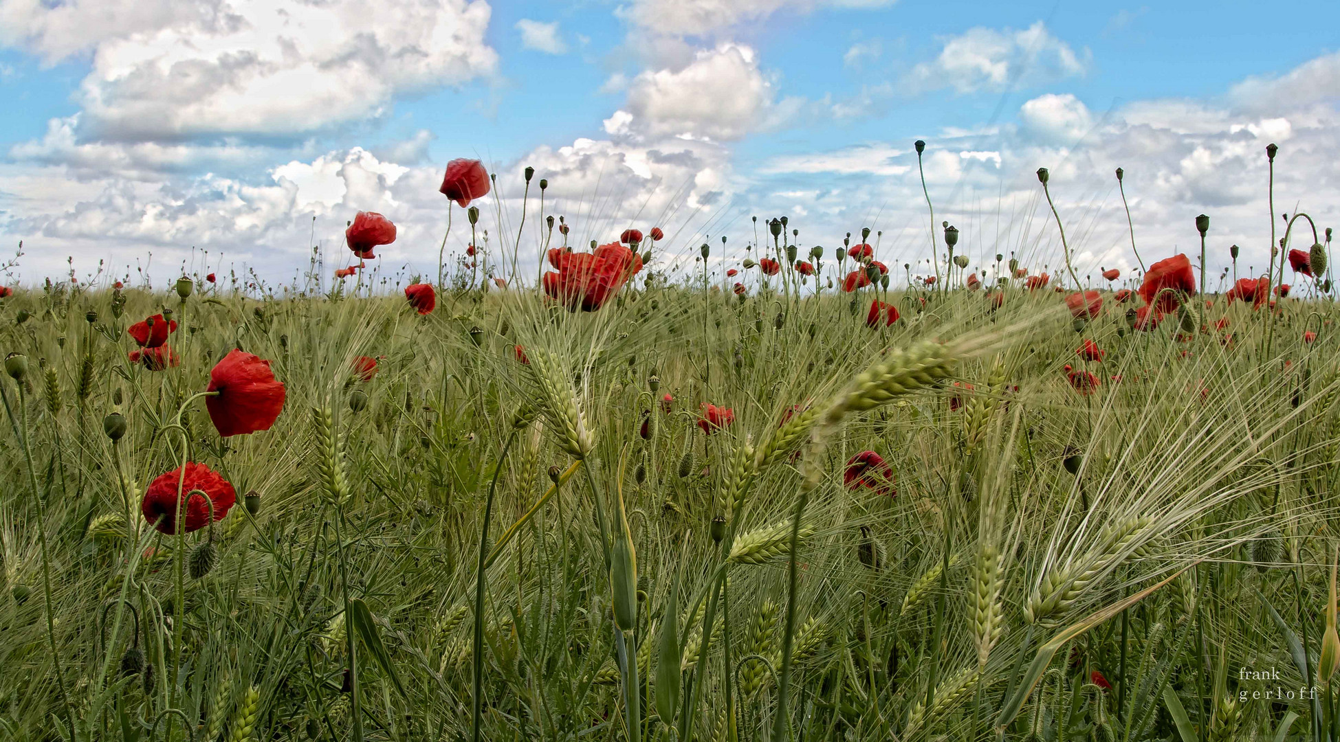 Mohn