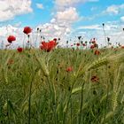 Mohn