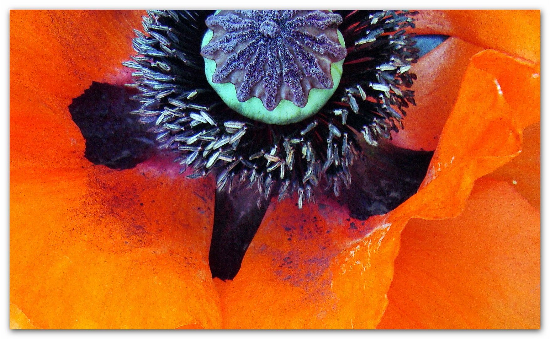 MOHN