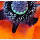 MOHN