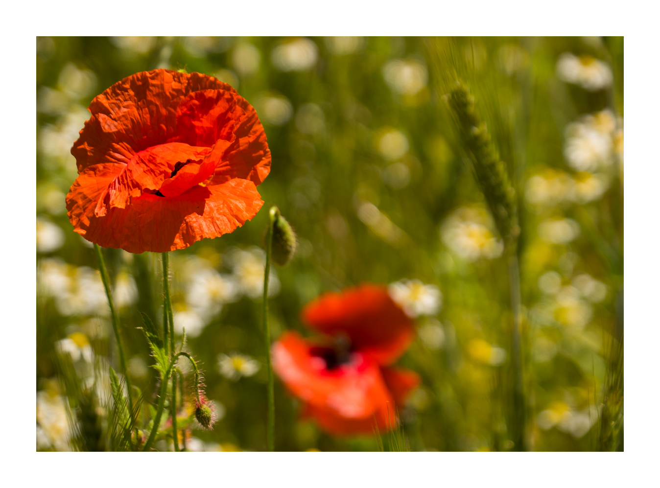 Mohn